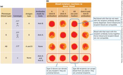 Blood group antibodies and compatibility