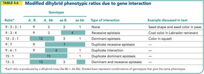 Recessive epistasis in dog coat color