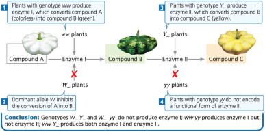 Dominant epistasis in squash color