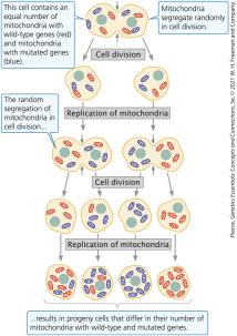 Random segregation of mitochondria during cell division