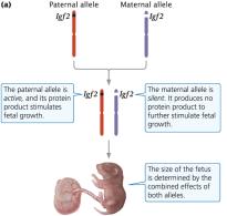 Genomic imprinting of Igf2 gene