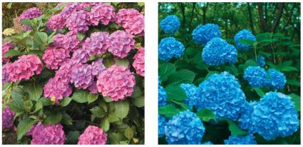 Hydrangea flower color influenced by soil pH