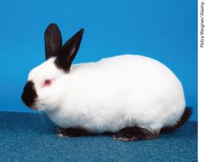 Himalayan rabbit with temperature-sensitive fur color