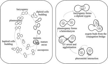 Genic sex determination in fungi