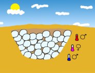 Temperature-dependent sex determination in reptiles