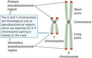 X and Y chromosomes with pseudoautosomal regions