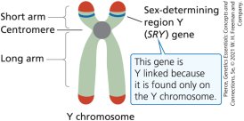 Y chromosome with SRY gene