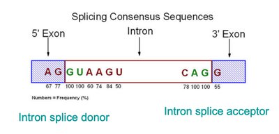 Splicing consensus sequences