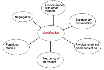 Diagram of Mendel's laws of segregation and independent assortment