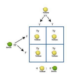 Pedigree chart example