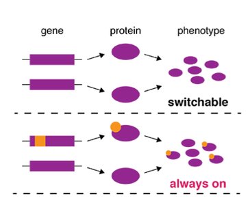 Pedigree showing autosomal recessive inheritance