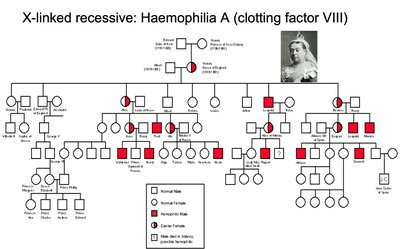 Pedigree showing X-linked recessive inheritance