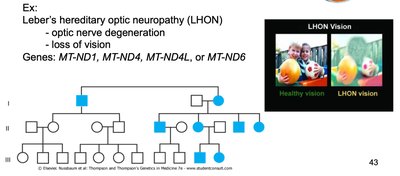 Pedigree and clinical features of mitochondrial inheritance