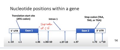Nucleotide positions within a gene