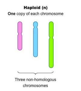Diagram showing haploid and diploid chromosome sets