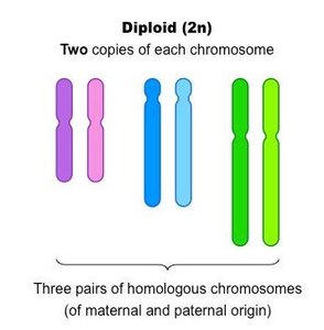 Diagram showing diploid and haploid chromosome sets