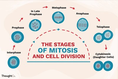 Diagram of mitosis stages