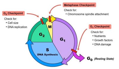 Diagram of mitosis and cell division stages