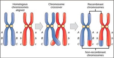 Diagram of crossing over during meiosis