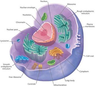 Diagram of a eukaryotic cell with labeled organelles