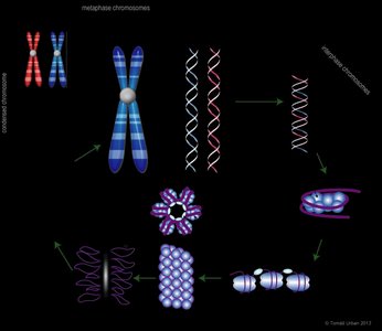 Diagram showing chromatin and chromosome structure