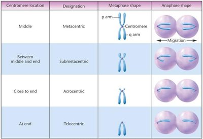 Table of chromosome types by centromere position