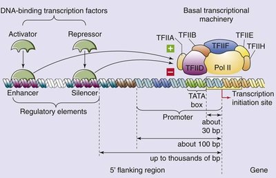 Cell differentiation and gene expression