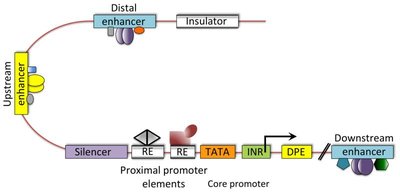 Insulator blocking enhancer effects