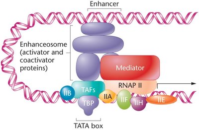Insulator and regulatory elements