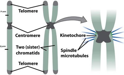Chromosome structure with telomere and centromere