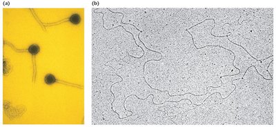 Electron micrographs of phage λ and its DNA