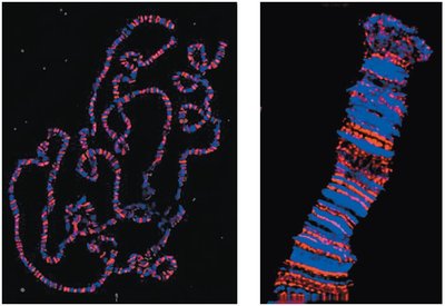 Polytene chromosomes from Drosophila