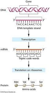 Genetic code: DNA to mRNA to protein