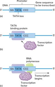 Promoter recognition and transcription initiation