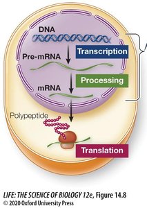 Cellular overview of transcription, processing, and translation