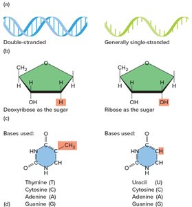 Structural differences between DNA and RNA