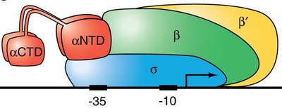 RNA polymerase subunit structure and promoter binding