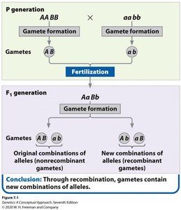 Independent assortment and recombinant gametes