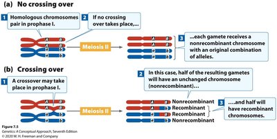 Crossing over and recombination during meiosis