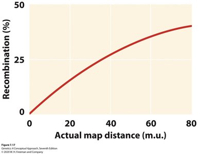 Relationship between recombination frequency and map distance