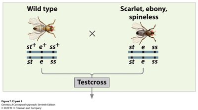 Three-point testcross in Drosophila