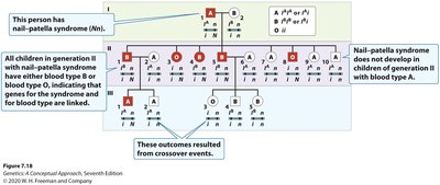 Pedigree analysis for gene linkage in humans