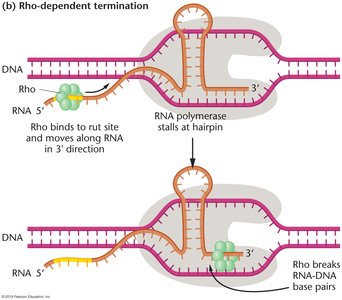Rho-dependent termination: Rho binds rut site, moves to hairpin, releases RNA