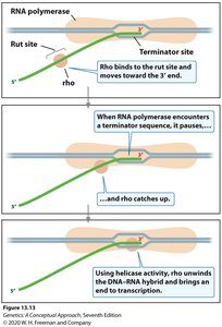 Rho-dependent termination: Rho protein action