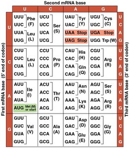Genetic code table showing codons and corresponding amino acids