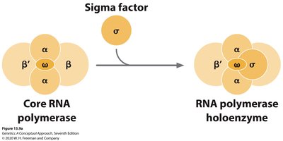 Table of RNA polymerases in eukaryotes