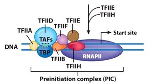 Diagram of eukaryotic nucleus showing nucleolus and nucleoplasm