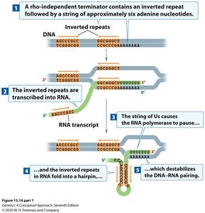 Diagram of rho-independent termination with hairpin and uracil sequence