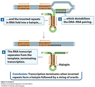 Continuation of rho-independent termination showing transcript release