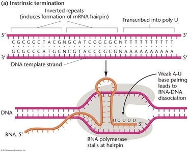 Intrinsic termination: hairpin and poly-U sequence